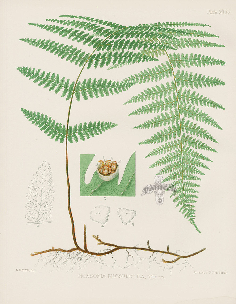 Eaton Antique Fern Prints 1880 Dicksonia Pilosiuscula