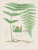 Eaton Antique Fern Prints 1880 Dicksonia Pilosiuscula - Panteek Antique Prints