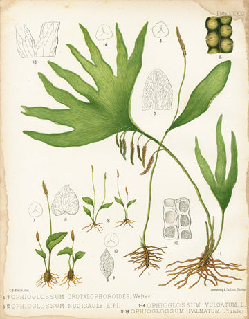 Eaton Antique Fern Prints 1880 Ophioglossum
