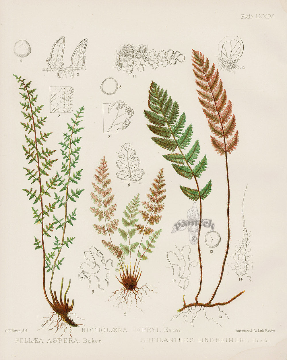 Eaton Antique Fern Prints 1880 Pellaea Apsera