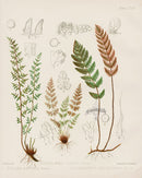 Eaton Antique Fern Prints 1880 Pellaea Apsera - Panteek Antique Prints