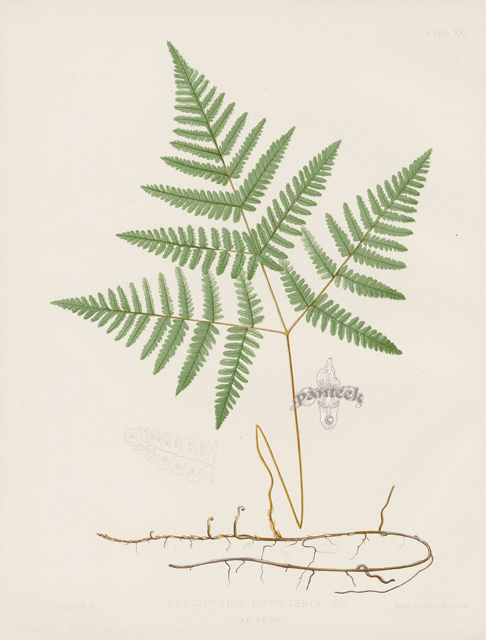 Eaton Antique  Fern Prints 1880 Phegopteris Dryopteris