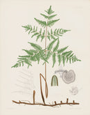 Eaton Antique Fern Prints 1880 Pteris Aquilina - Panteek Antique Prints