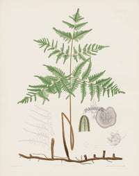 Eaton Antique Fern Prints 1880 Pteris Aquilina - Panteek Antique Prints