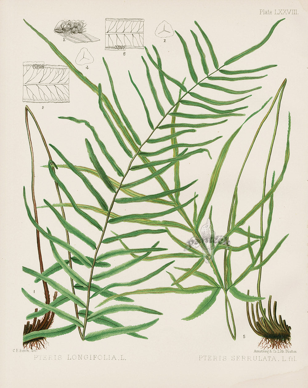Eaton Antique Fern Prints 1880 Pteris Longifolia