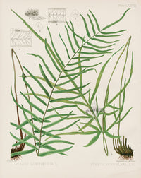 Eaton Antique Fern Prints 1880 Pteris Longifolia - Panteek Antique Prints