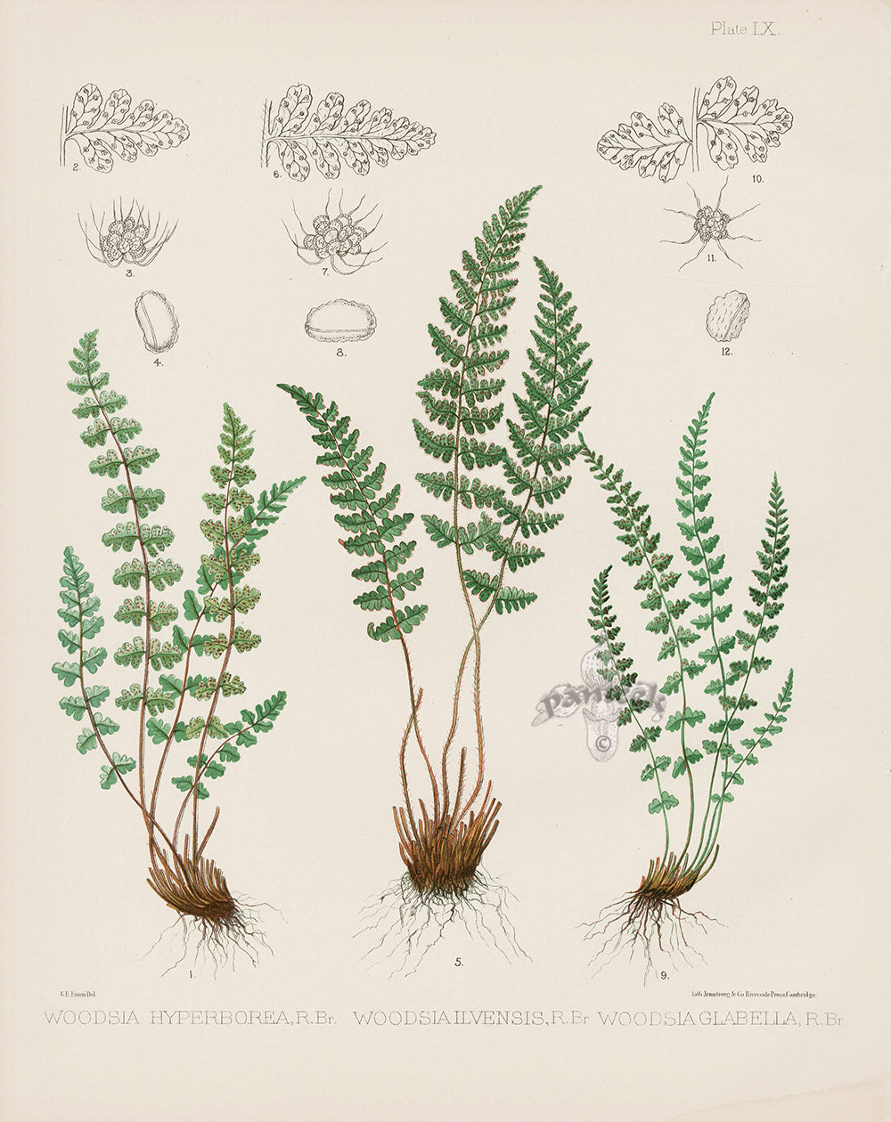 Eaton Antique Fern Prints 1880 Woodsia Hyperborea