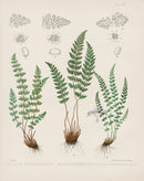 Eaton Antique Fern Prints 1880 Woodsia Hyperborea - Panteek Antique Prints