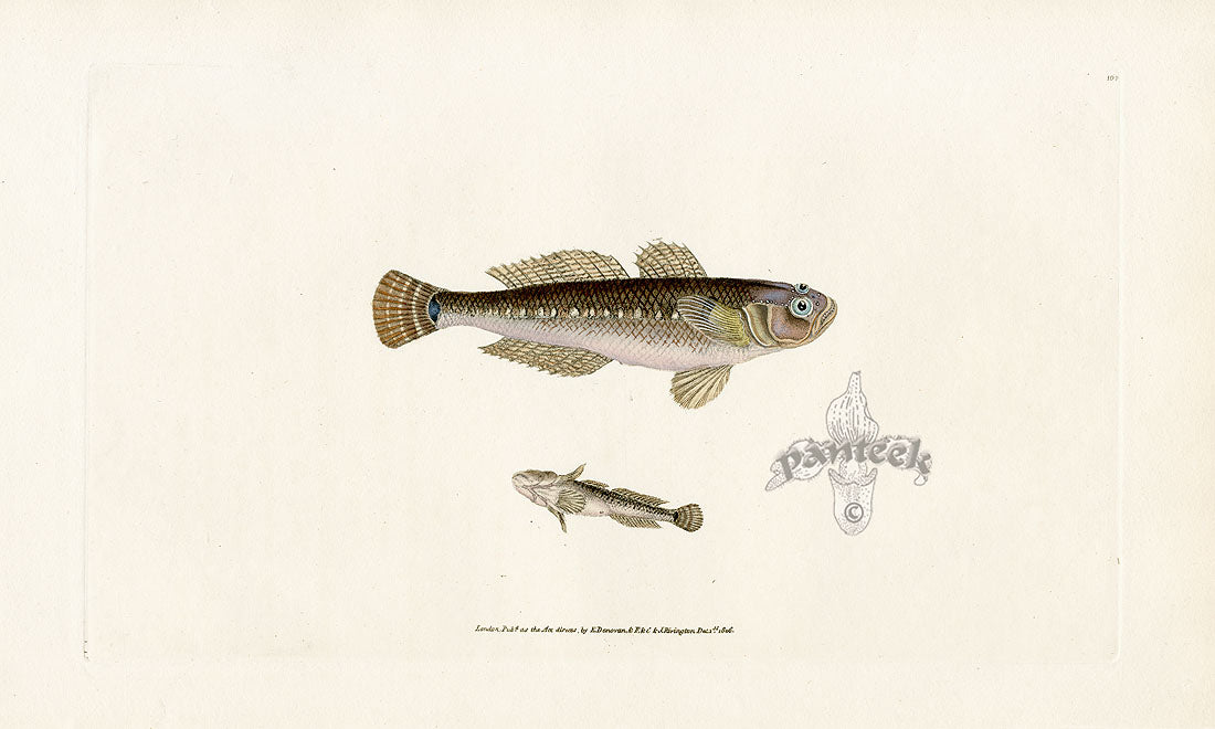 Edward Donovan Fish Print 1802 Black Goby
