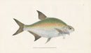 Edward Donovan Fish Print 1802 Bream - Panteek Antique Prints