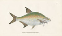 Edward Donovan Fish Print 1802 Bream - Panteek Antique Prints