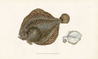 Edward Donovan Fish Print 1802 Brill - Panteek Antique Prints