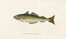 Edward Donovan Fish Print 1802 Coal Fish - Panteek Antique Prints