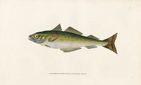 Edward Donovan Fish Print 1802 Coal Fish - Panteek Antique Prints