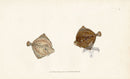 Edward Donovan Fish Print 1802 Cyclops Flounder - Panteek Antique Prints