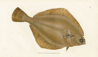 Edward Donovan Fish Print 1802 Dab - Panteek Antique Prints