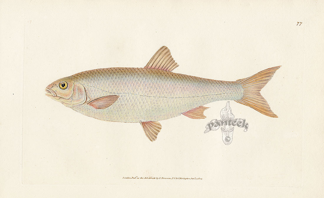 Edward Donovan Fish Print 1802 Dace