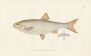 Edward Donovan Fish Print 1802 Dace - Panteek Antique Prints