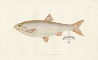 Edward Donovan Fish Print 1802 Dace - Panteek Antique Prints
