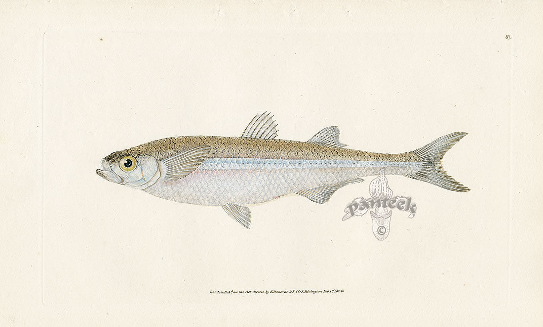Edward Donovan Fish Print 1802 European Atherine