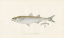 Edward Donovan Fish Print 1802 European Atherine - Panteek Antique Prints