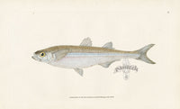 Edward Donovan Fish Print 1802 European Atherine - Panteek Antique Prints