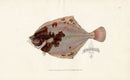 Edward Donovan Fish Print 1802 Flounder - Panteek Antique Prints