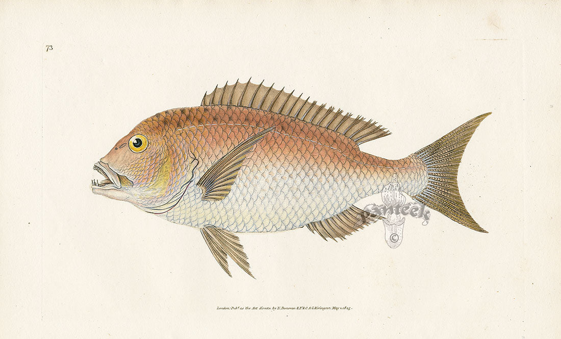 Edward Donovan Fish Print 1802 Four-Toothed Sparus