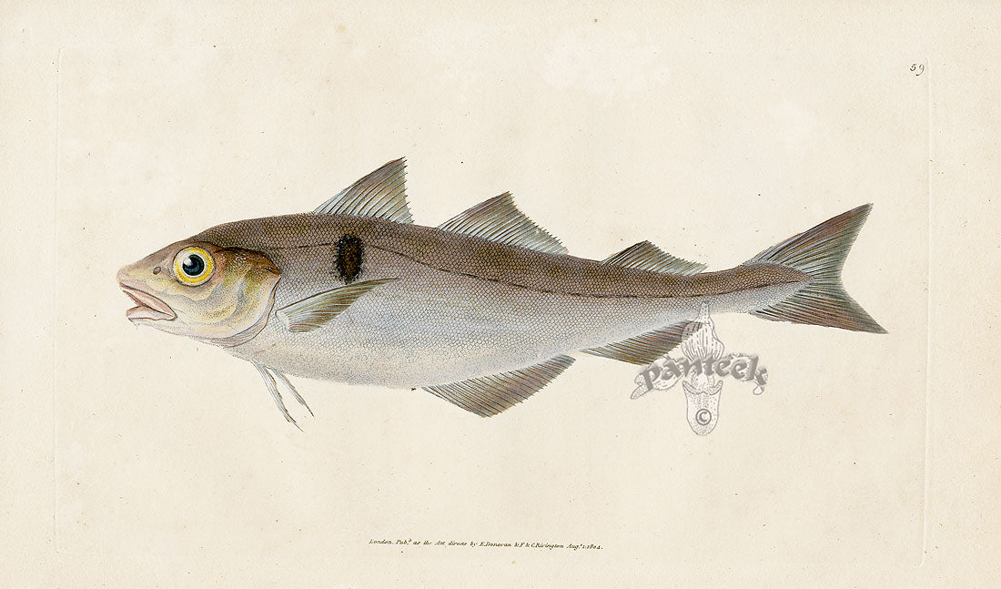Edward Donovan Fish Print 1802 Haddock