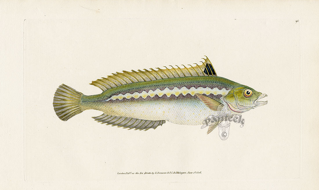 Edward Donovan Fish Print 1802 Indented-Striped Wrasse