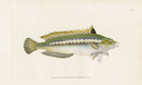Edward Donovan Fish Print 1802 Indented-Striped Wrasse - Panteek Antique Prints