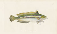 Edward Donovan Fish Print 1802 Indented-Striped Wrasse - Panteek Antique Prints