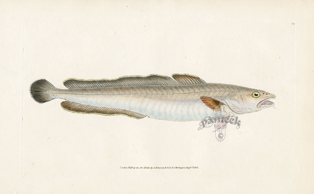 Edward Donovan Fish Print 1802 Ling