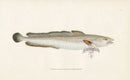 Edward Donovan Fish Print 1802 Ling - Panteek Antique Prints