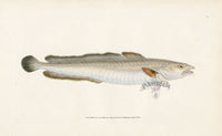 Edward Donovan Fish Print 1802 Ling - Panteek Antique Prints