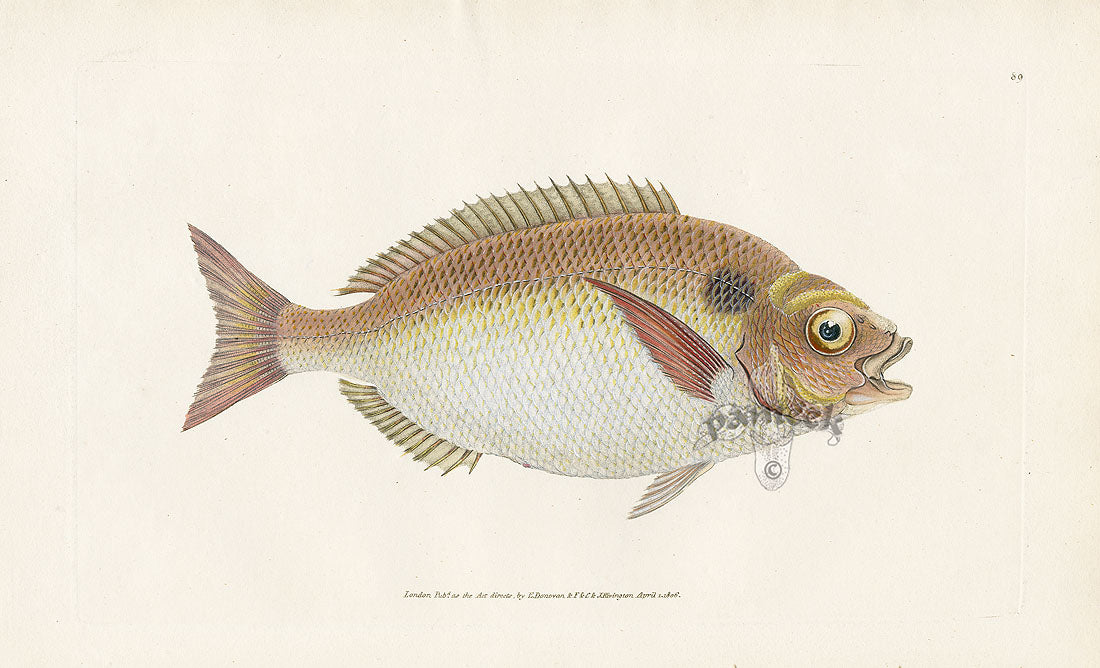 Edward Donovan Fish Print 1802 Lunulated Gilt-Head