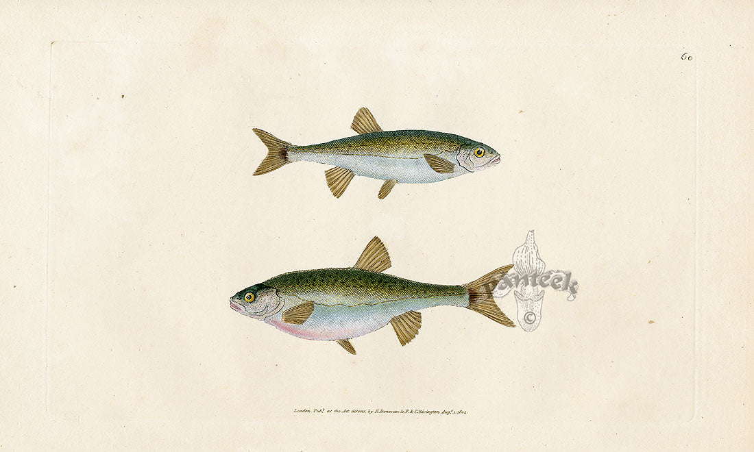 Edward Donovan Fish Print 1802 Minnow