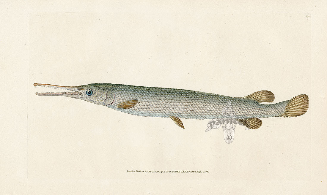 Edward Donovan Fish Print 1802 Osseous Gar Fish