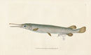 Edward Donovan Fish Print 1802 Osseous Gar Fish - Panteek Antique Prints