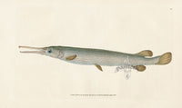 Edward Donovan Fish Print 1802 Osseous Gar Fish - Panteek Antique Prints