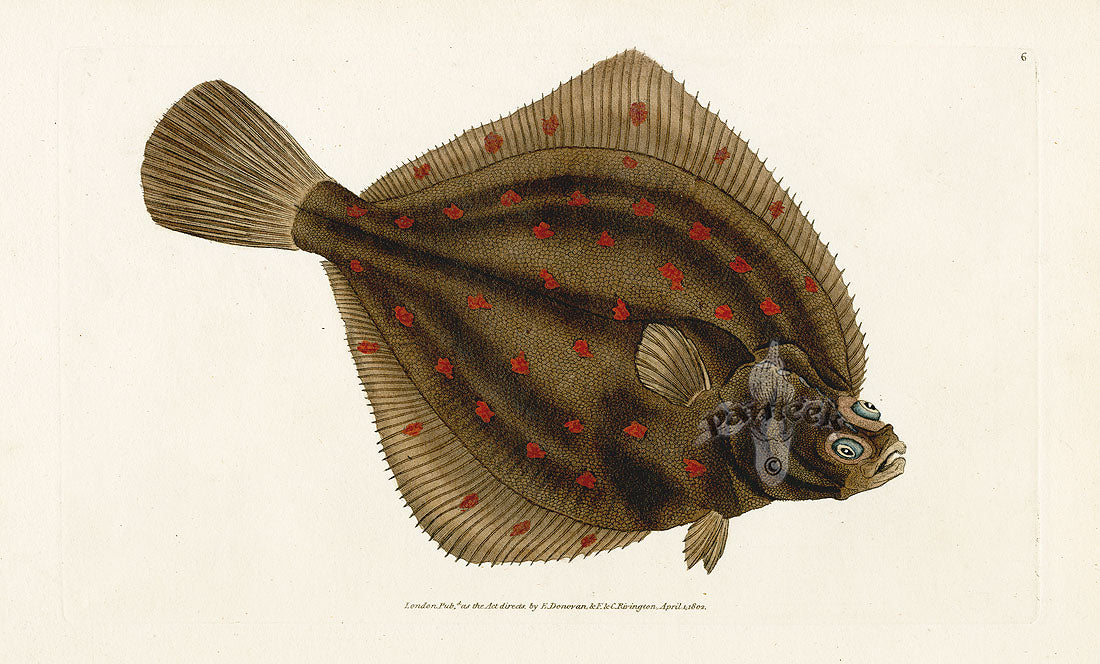 Edward Donovan Fish Print 1802 Plaise