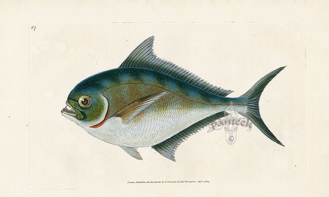 Edward Donovan Fish Print 1802 Ray's Toothed Gilt-Head