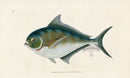 Edward Donovan Fish Print 1802 Ray's Toothed Gilt-Head - Panteek Antique Prints