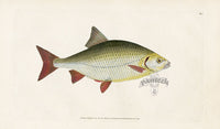 Edward Donovan Fish Print 1802 Red Eye - Panteek Antique Prints