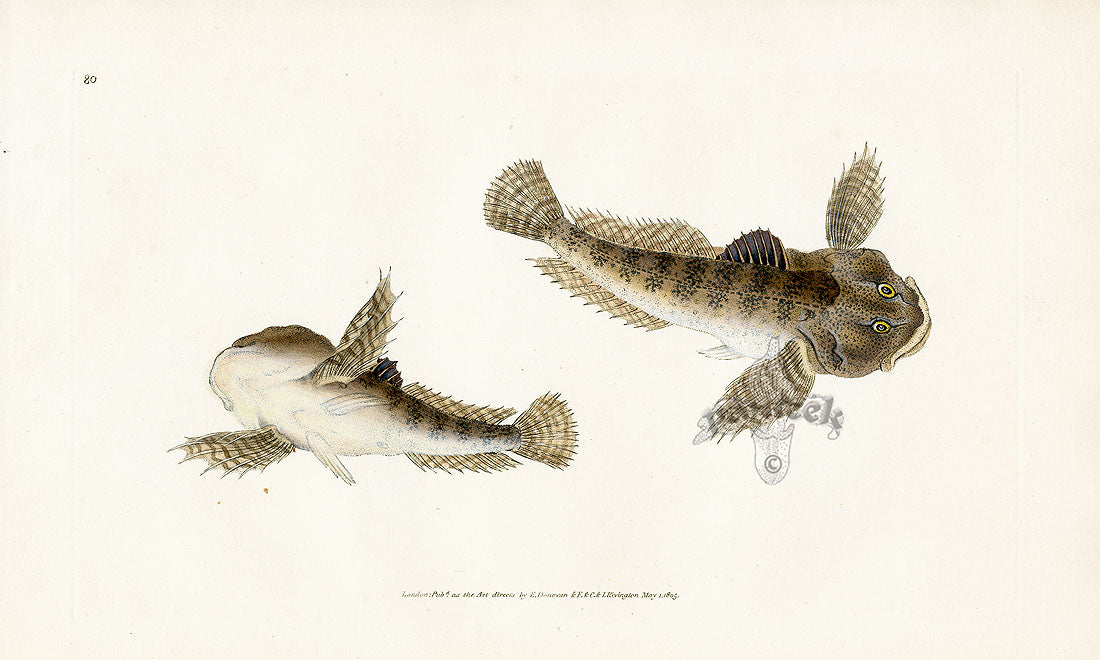 Edward Donovan Fish Print 1802 River Bull Head