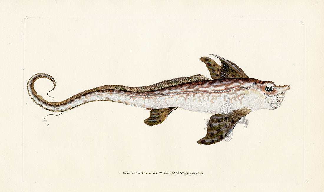 Edward Donovan Fish Print 1802 Sea Monster