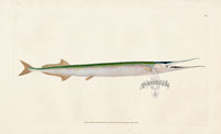 Edward Donovan Fish Print 1802 Sea Pike - Panteek Antique Prints