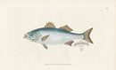 Edward Donovan Fish Print 1802 Shad - Panteek Antique Prints