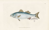 Edward Donovan Fish Print 1802 Shad - Panteek Antique Prints