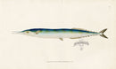 Edward Donovan Fish Print 1802 Skipper Pike - Panteek Antique Prints